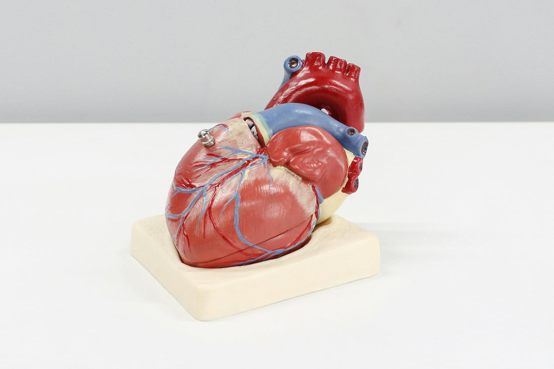 Heart model