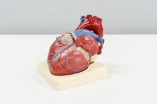 Heart model