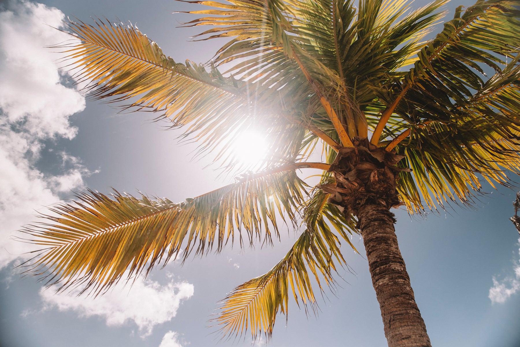 Sun behind a coconut tree